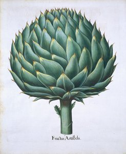 来自Hortus Eystettensis的朝鲜蓟由Basil Besler（1561-1629）酒吧。 1613（手工彩色雕刻） 作者 德国学校