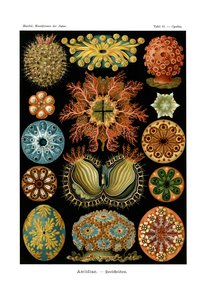 Ascidiae，1899-1904 作者 德国学校