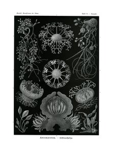 子囊菌，1899-1904 作者 德国学校