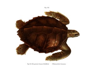 亚特兰蒂斯-雷德利（彩色平版画 作者 德国学校