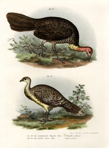 澳大利亚刷土耳其，1864年 作者 德国学校