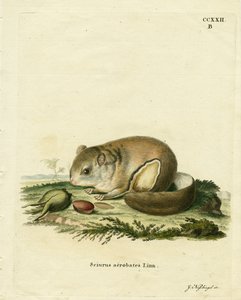 Australian Pygmy Flying Phalanger (coloured engraving) 作者 德国学校