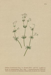 奥蓬子菜（殃奥地利茜草森林（参数新手），茜草变化） 作者 德国学校