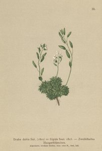 奥地利Whitlow草（Draba dubia，Draba frigida） 作者 德国学校