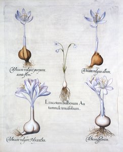 秋天雪花和草甸Saffrons，来自Hortus Eystettensis，由Basil Besler（1561-1629），酒吧。 1613（手工雕刻） 作者 德国学校