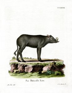 Babirusa （彩色雕刻） 作者 德国学校