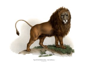 巴巴里狮子，1860年 作者 德国学校