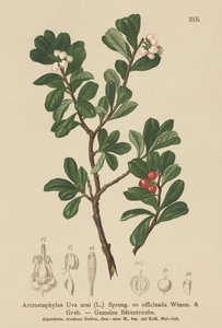 熊果（Arctostaphylos Uva ursi，Arctostaphylos officinalis） 作者 德国学校