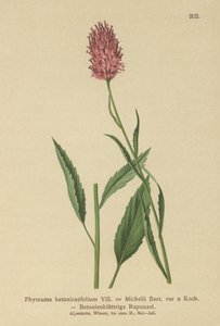 Betony-leaved Rampion（Phyteuma betonicaefolium） 作者 德国学校