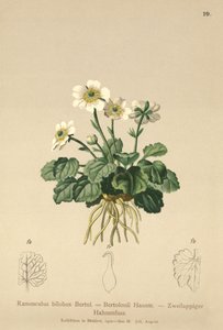 Bilobo Buttercup（Ranunculus bilobus，Ranunculus Bertolonii） 作者 德国学校