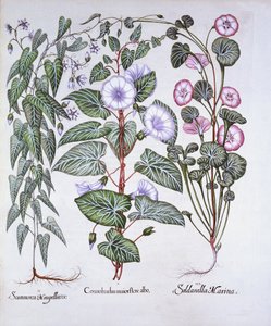 Bindweed，Dogs Bane和Sea Bindweed，来自Hortus Eystettensis，由Basil Besler（1561-1629），酒吧。 1613（手工彩色雕刻） 作者 德国学校