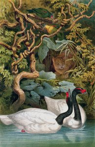 Black-Necked Swan，来自Brehms Tierleben的记录：Allgemeine Kunde des Tierreichs，vol.6，p.598，由Bibliographisches Institut出版，1892年 作者 德国学校