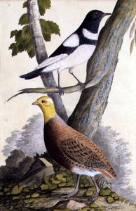 黑喉鸫（Turdus ruficollis）和鹧鸪（Perdix perdix），约1740（纸上水彩）。 作者 德国学校