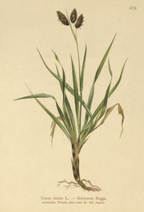 黑色高山莎草（Carex atrata） 作者 德国学校
