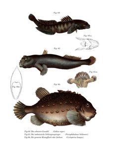 黑虾虎鱼（彩色平版印刷 作者 德国学校