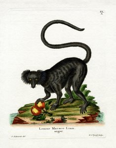 黑狐猴（彩色雕刻） 作者 德国学校