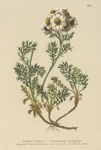 黑蓍草（Achillea atrata） 作者 德国学校
