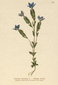 膀胱龙胆（Gentiana utriculosa） 作者 德国学校