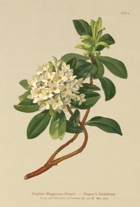 Blagays Daphne（Daphne Blagayana Freyer） 作者 德国学校