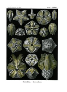 Blastoidea，1899-1904 作者 德国学校