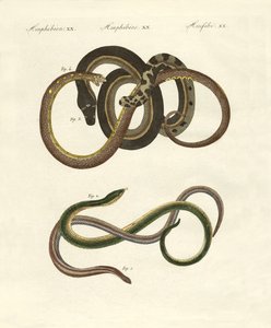 Blindworms 作者 德国学校