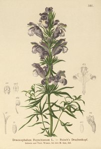 蓝龙（Dracocephalum Ruyschianum） 作者 德国学校
