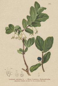 蓝金银花（Lonicera caerulea，Lonicera coerulea） 作者 德国学校