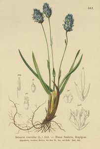 蓝色沼泽草（Sesleria caerulea，Sesleria uliginosa） 作者 德国学校
