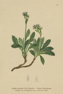 蓝墙水芹（Arabis caerulea，Arabis coerulea） 作者 德国学校