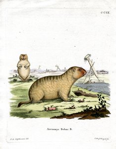 Bobac Marmot（彩色雕刻） 作者 德国学校