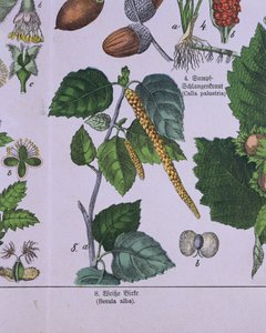 白桦树的分支，来自GH von Schubert分类的关于Carolus Linnaeus系统的书 作者 德国学校