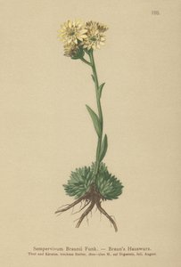 Brauns母鸡和小鸡（Sempervivum Braunii） 作者 德国学校