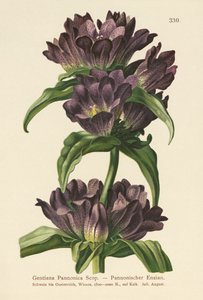 布朗龙胆（Gentiana Pannonica） 作者 德国学校