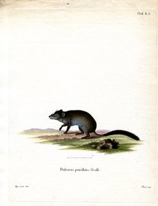 刷尾 Phascogale（彩色雕刻） 作者 德国学校