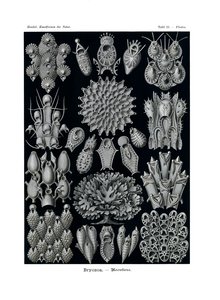 Bryozoa，1899-1904 作者 德国学校
