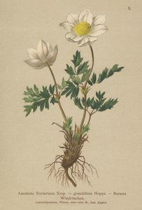 Bursers Anemone（Anemone Burseriana，Anemone grandiflora） 作者 德国学校