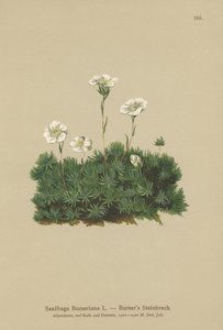 Bursers Saxifrage（Saxifraga Burseriana） 作者 德国学校