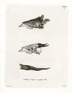 Bushbuck Horns (彩色雕刻) 作者 德国学校