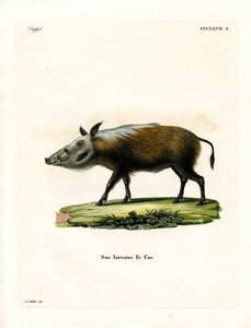 Bushpig (彩色雕刻) 作者 德国学校