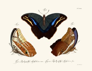 Butterflies 作者 德国学校