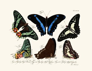Butterflies 作者 德国学校