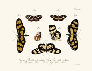 Butterflies 作者 德国学校