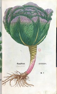 卷心菜，植物板 作者 德国学校