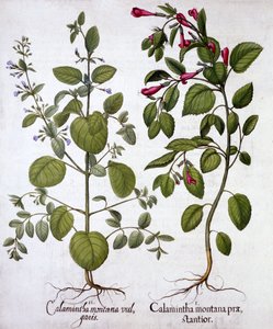 Calamints，来自Hortus Eystettensis，由Basil Besler（1561-1629），酒吧。 1613（手工雕刻） 作者 德国学校