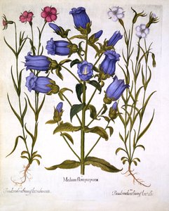 Canterbury Bells和Corn Cockles，来自Hortus Eystettensis，由Basil Besler（1561-1629），酒吧。 1613（手工彩色雕刻） 作者 德国学校