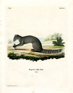 Cape Grey Mongoose（彩色雕刻） 作者 德国学校