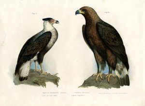 卡拉卡拉，1864年 作者 德国学校