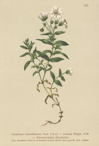 Carinthian Mouse-ear（Cerastium Carinthiacum，Cerastium ovatum） 作者 德国学校