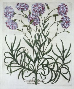 康乃馨，来自Hortus Eystettensis，由Basil Besler（1561-1629），酒吧。 1613（手工雕刻） 作者 德国学校