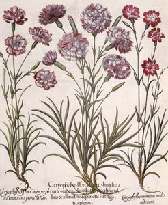 康乃馨：1.Caryophyllus flore majore; 2. Caryophyllus flore minor rubescens punctatus; 3.Cartophyllus miniatus medis albescens，来自Basil Besler（1561-1629）的Hortus Eystettensis，pub。 作者 德国学校